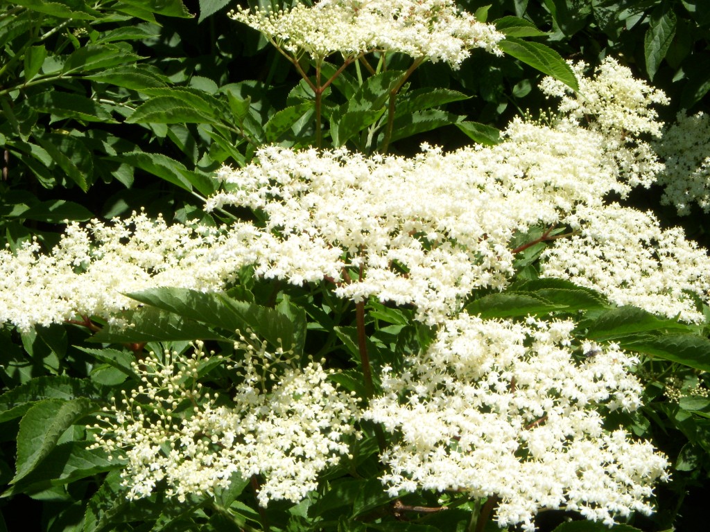 in-bloom-elderflowers